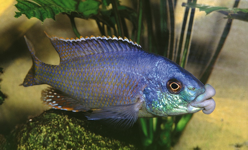 Cheilochromis euchilus